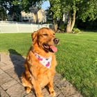 Our sweet Bailey girl is ready to celebrate America’s 250th with her new haircut thanks to Caitlyn at Mighty Mutts Grooming 🐾