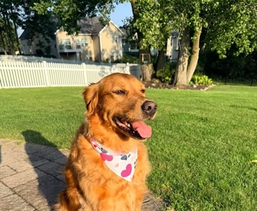 Our sweet Bailey girl is ready to celebrate America’s 250th with her new haircut thanks to Caitlyn at Mighty Mutts Grooming 🐾