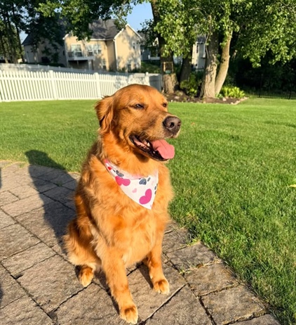 Our sweet Bailey girl is ready to celebrate America’s 250th with her new haircut thanks to Caitlyn at Mighty Mutts Grooming 🐾